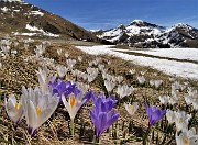 35 Sceso dal Passo San Simone sono sui pascoli fioriti di Crocus vernus oltre la Casera dei Sessi